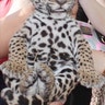 Jaguar_cute