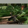 Jeholornis_NT