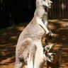Kangaroo