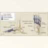 King Tut's Feet