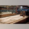 King Tut's Family