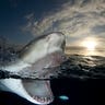 A Lemon Shark gets dinner