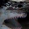 Rows of Lemon Shark pearly whites