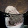 Lemon Shark