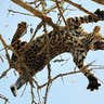 Leopard Cub Leap