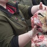 A lion is dissected in public at a Danish zoo