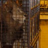 Bolivian lions arrived at The Wild Animal Sanctuary in Keensburg, Colorado