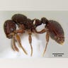 No Ordinary Ant