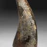 Very Large T. rex Tooth