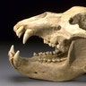 Cave Bear Skull