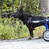 Lucy_in_Wheelchair