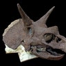 <b>Massive Triceratops Skull</b>