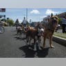 MUSHING_1