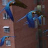 Macaw_Caracas_Venezuela__1_