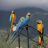 Macaw_Caracas_Venezuela__11_