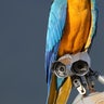 Macaw_Caracas_Venezuela__4_