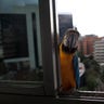 Macaw_Caracas_Venezuela__5_