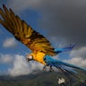 Macaw_Caracas_Venezuela__7_