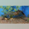 Many-Toothed Prawn