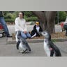 Magellanic penguins 2