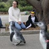 Magellanic penguins 2