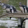 Magellanic penguins3