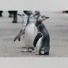 Magellanic penguins 5