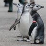 Magellanic penguins 5