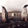 Magellanic penguins 8