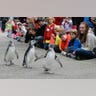 Magellanic penguins9