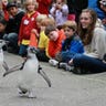 Magellanic penguins9