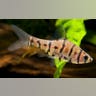 Meet Eirmotus insignis