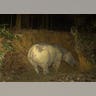 Pregnant Sumatran Rhino
