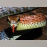 Flame-Colored Snake