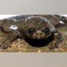 The Lungless Frog