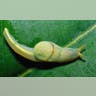 'Love Darts' From a Slug?