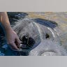 Manatees_Endangered_FNL__3_