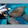 Manatees_Endangered_FNL__4_