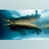 Manatees_Endangered_FNL__6_