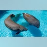 Manatees_Endangered_FNL__7_