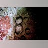 Mayan_Tomb_18