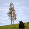 Meditating Bear
