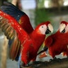 Mexican Parrots Macaws Guinness