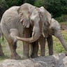 Mexico_Baby_Elephants_2