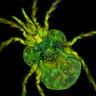 Water Mites