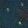 Water Mites