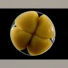 Starfish Embryos
