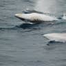 Lost World Antarctica: Minke whales ADR