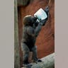 Monkey_Cools_Off