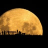 <b>Moon Silhouettes (Australia)</b>